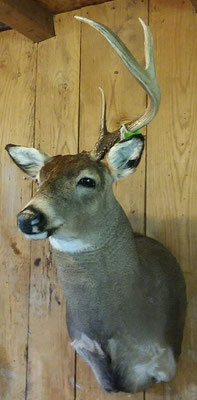 8.1.18 4Pt Buck