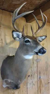 9 Point Buck #2 8/12/18