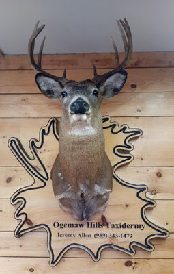 Deer #56 (1)