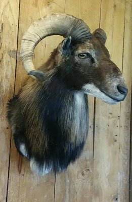 07.26.19 mouflon ram (4)