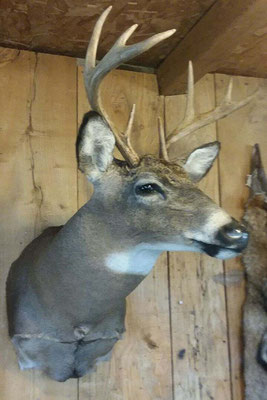 4.25.18 8Pt Buck