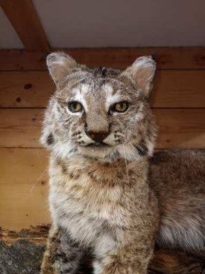 03.12.21 Bobcat (4)