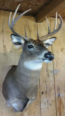 9 Point Buck #1 8/12/18