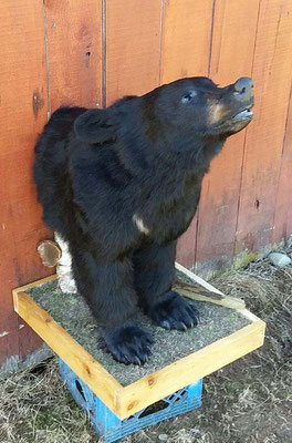 4.30.18 MI Black Bear