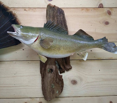 06.19.20 Walleye (03)