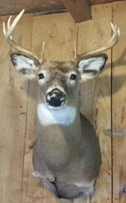 8.1.18 8Pt Buck