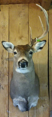 8.1.18 4Pt Buck
