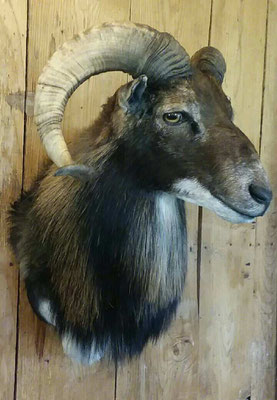 07.26.19 mouflon ram (1)