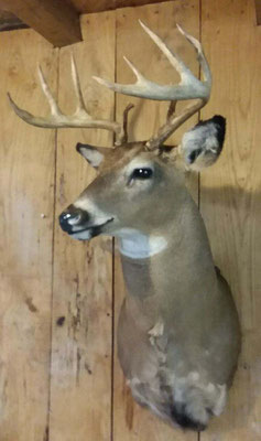 8.1.18 9Pt Buck