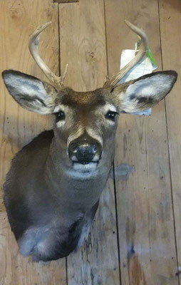 2.27.18 8 Point Buck
