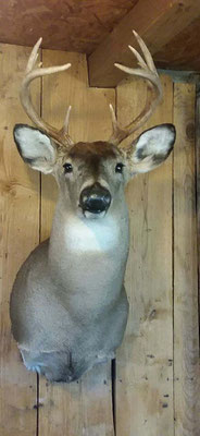 4.28.18 10Pt Buck