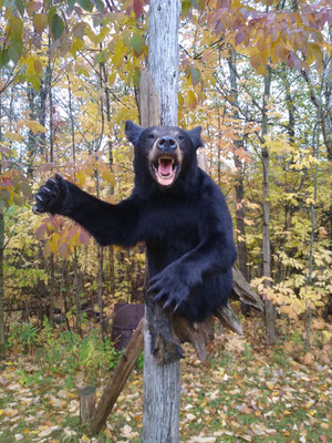 10/04/20 Bear Half Lifesize (3)