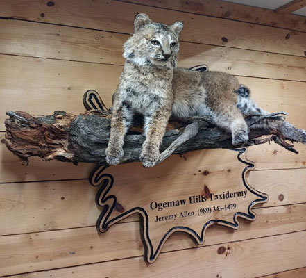 03.12.21 Bobcat (2)