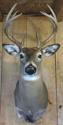 9 Point Buck #2 8/12/18
