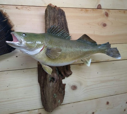 06.19.20 Walleye (02)