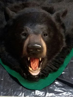 11.07.18 Black Bear (5)