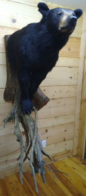 03/26/20 Bear Half Lifesize (3)