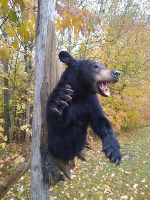 10/04/20 Bear Half Lifesize (2)