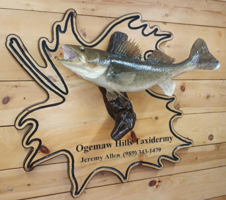 06.07.21 Walleye (2)