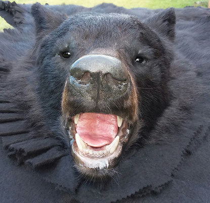 09.13.19 Black Bear Rug (3)