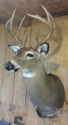 9 Point Buck #2 8/12/18