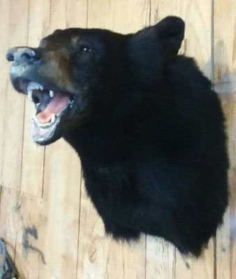 3.15.18 Black Bear