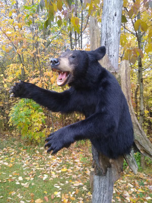 10/04/20 Bear Half Lifesize (1)