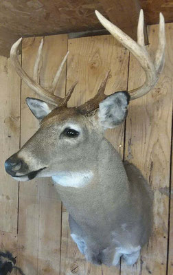2.27.18 10 Point Buck