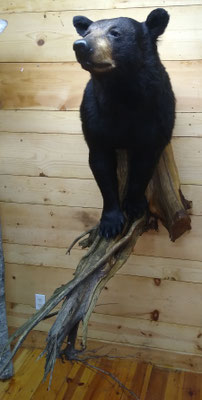 03/26/20 Bear Half Lifesize (4)