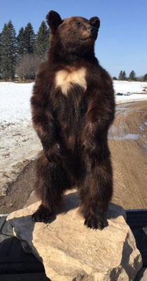 03.19.21 Black bear (1)