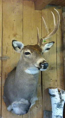 8.1.18 4Pt Buck
