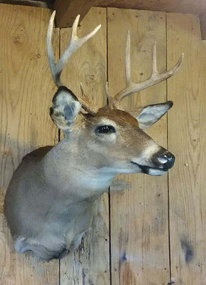 5.4.18 8Pt Buck