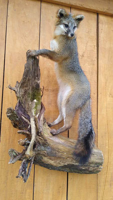 06.19.20 Fox Mount (04)