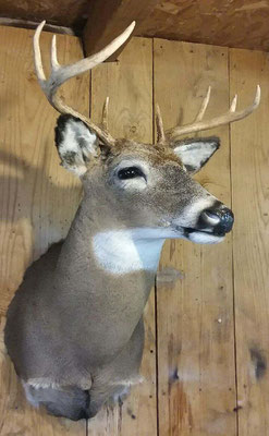 8.1.18 8Pt Buck