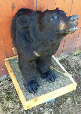 4.30.18 MI Black Bear