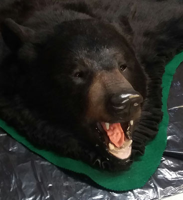 11.07.18 Black Bear (6)