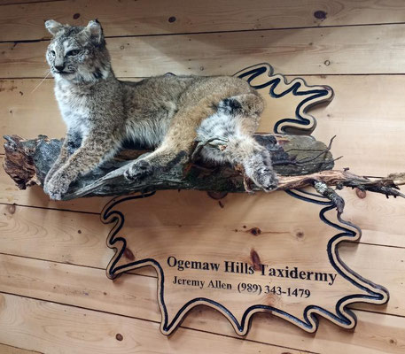 03.12.21 Bobcat (3)