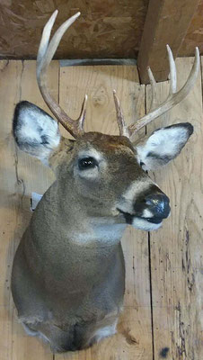 3.15.18 8Pt Buck