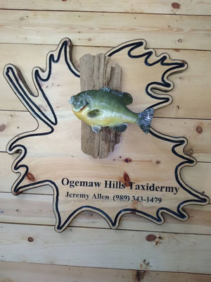 06.19.20 Bluegill (01)