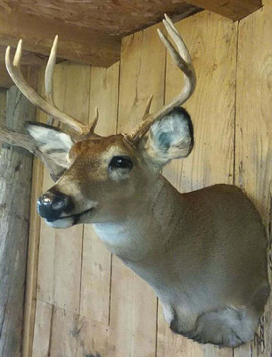 5.4.18 8Pt Buck