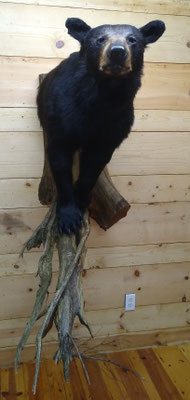 03/26/20 Bear Half Lifesize (5)