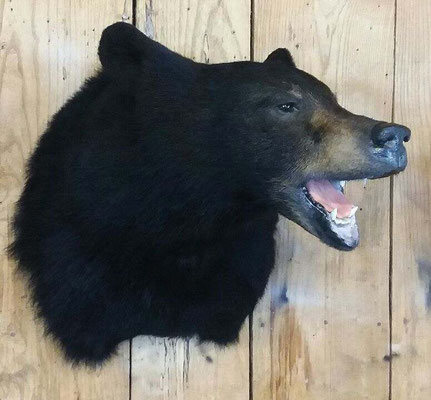 3.15.18 Black Bear