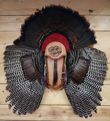 05.16.21 Turkey fan and wing mount (3)