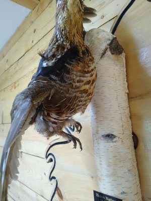 07.26.20 Ruffed Grouse (5)