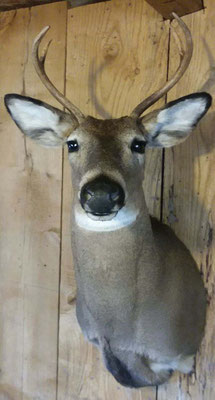 2.27.18 4 Point Buck