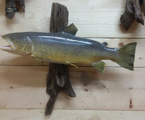 01.20.20 Brown Trout
