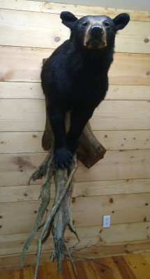 03/26/20 Bear Half Lifesize (2)