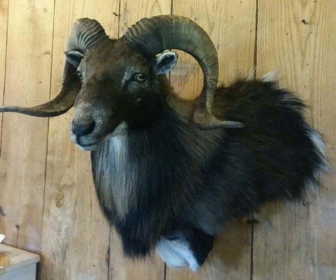 07.26.19 mouflon ram (2)