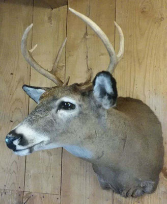 8 Point Buck #1 8/12/18