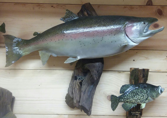 02.19.20 Steelhead & Crappie